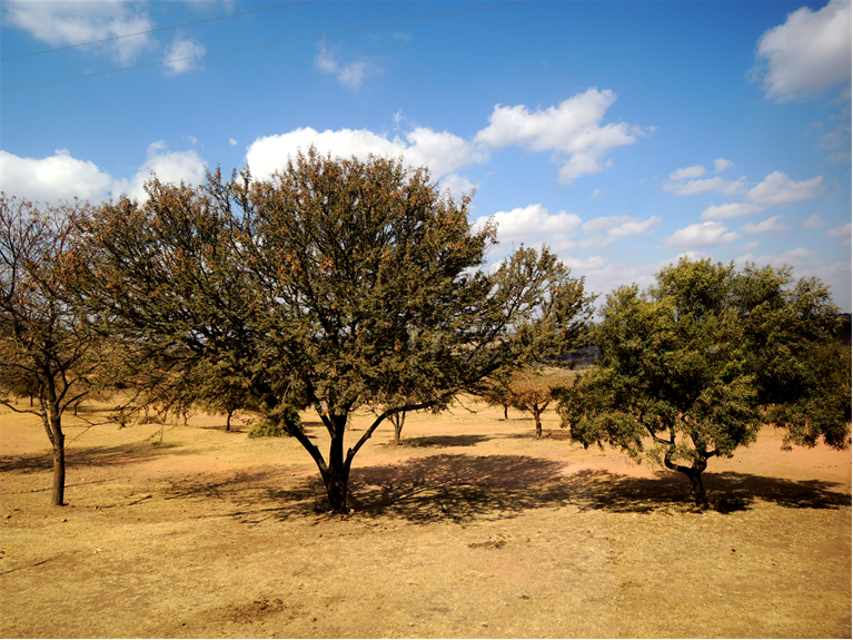 south africa